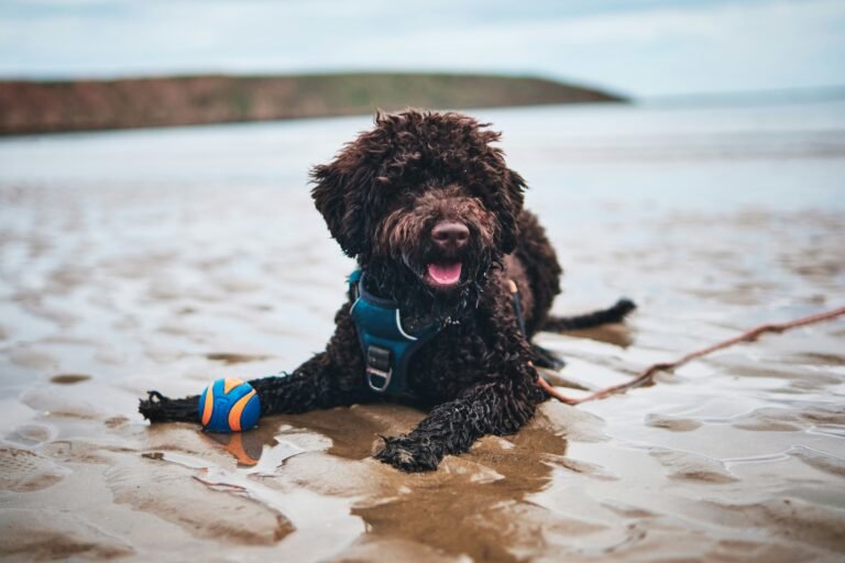 Migliore tosatrice per Lagotto